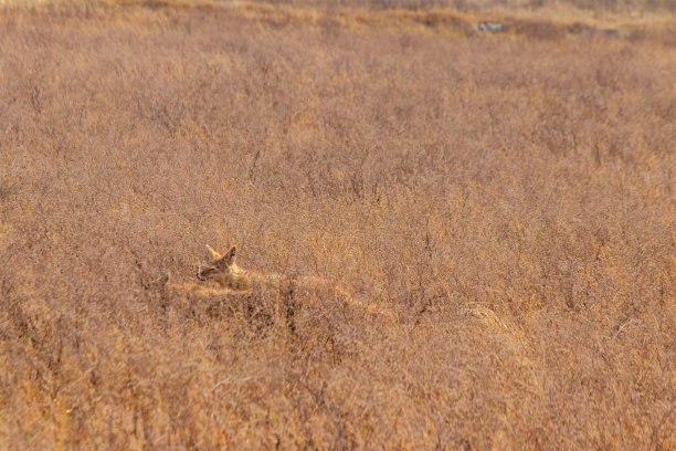 jackal