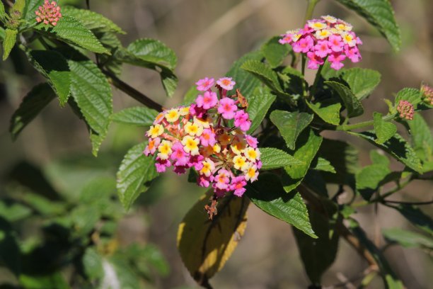 lantana