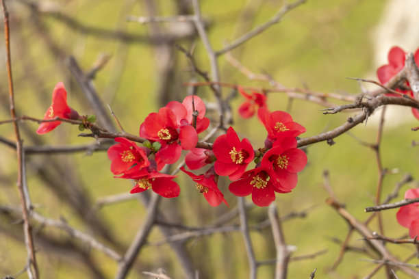 chaenomeles