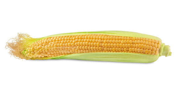 maize