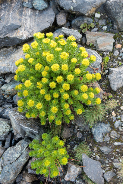 rhodiola