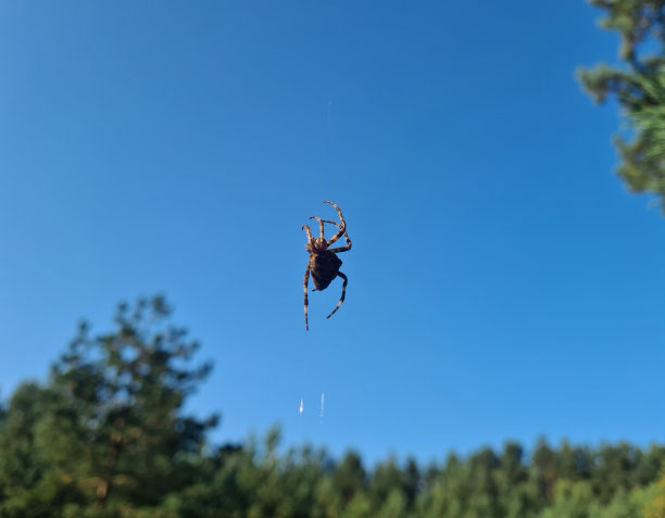 arachnid