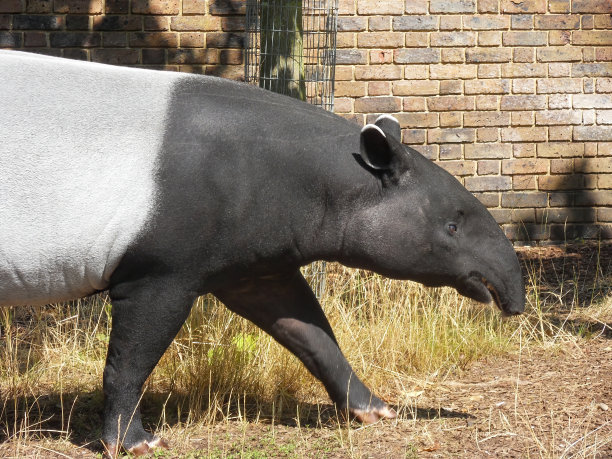 tapir