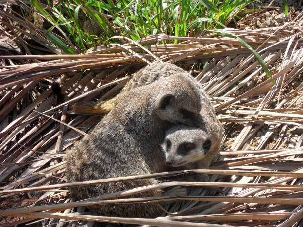 mongoose
