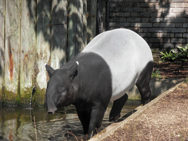 tapir