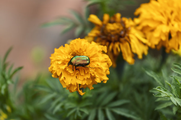 pyrethrum