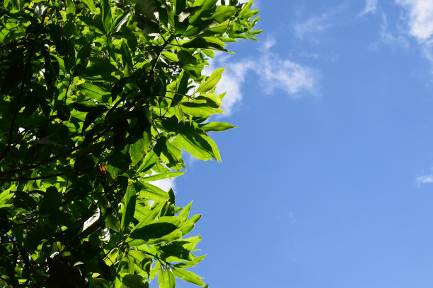 户外蓝天白云草地树林图片
