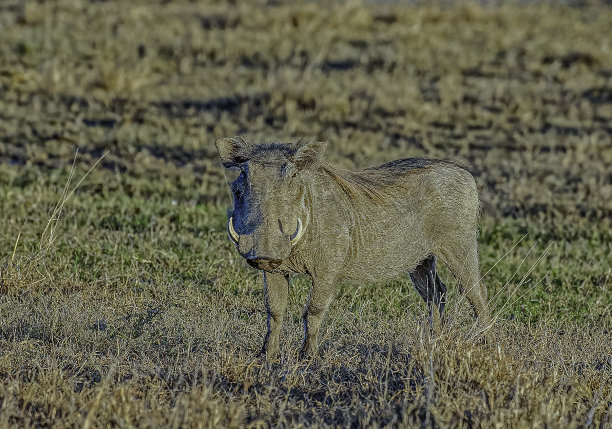phacochoerus