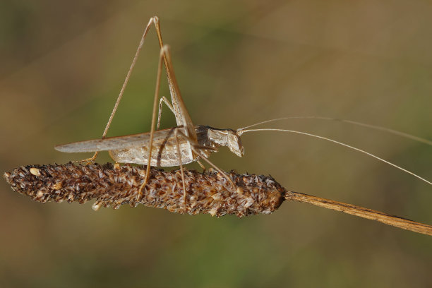 katydid