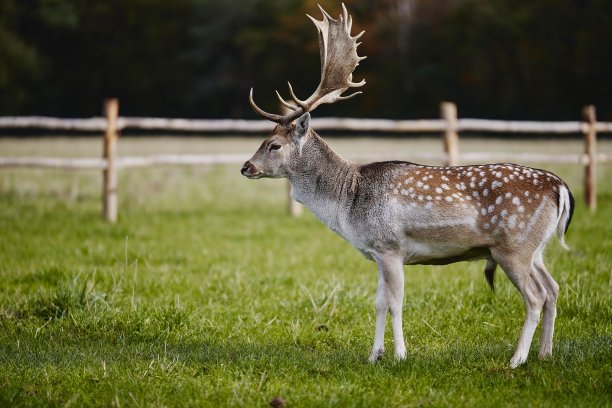 reindeer