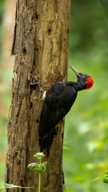 perched