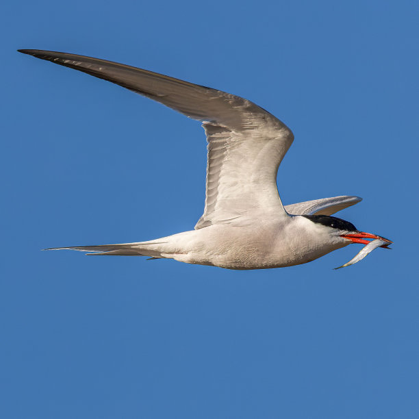 小tern