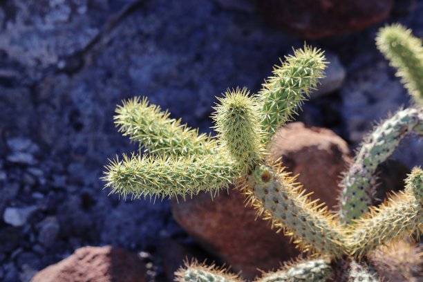 cholla