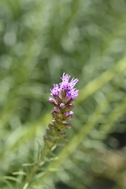liatris