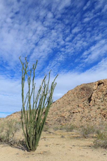 ocotillo