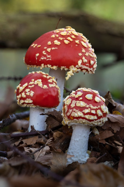 amanitaceae
