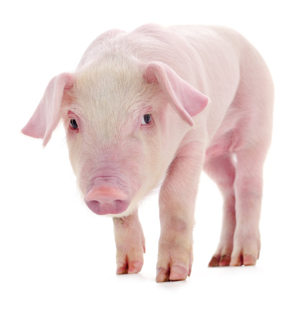 piggy