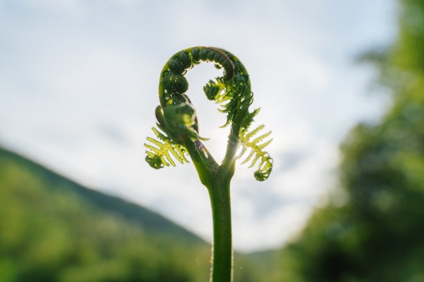 fiddlehead