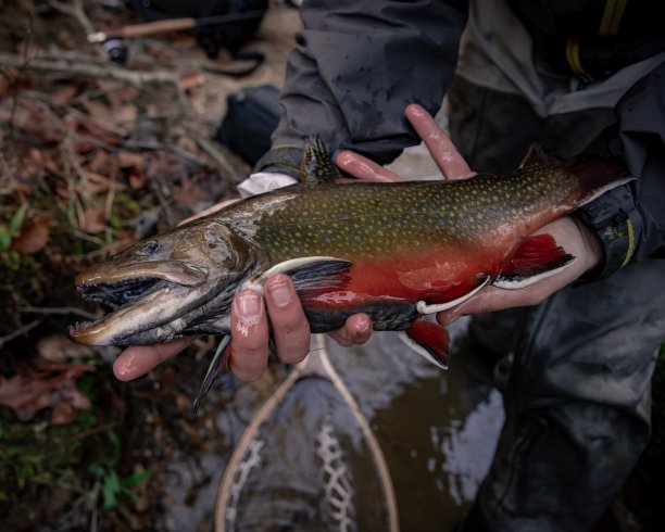 salvelinus