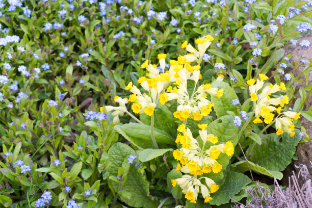 primula