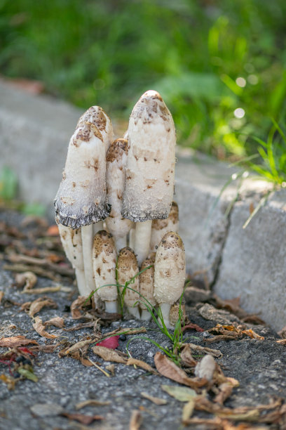 coprinus