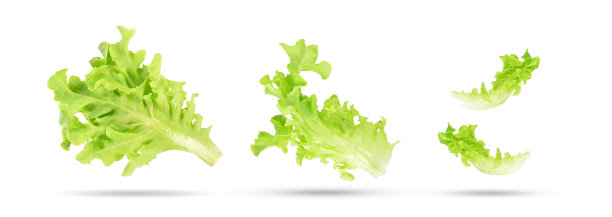 romaine