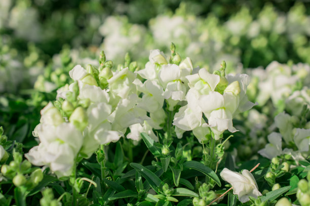 snapdragon