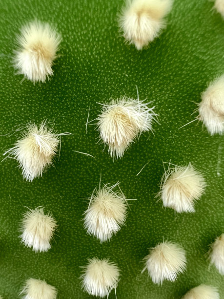 saguaro