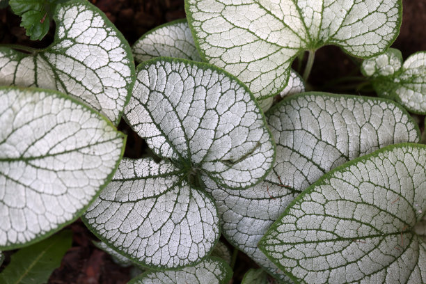 brunnera