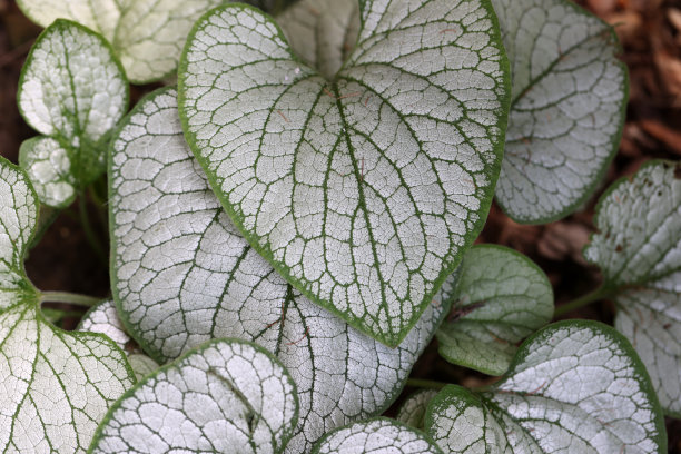 brunnera