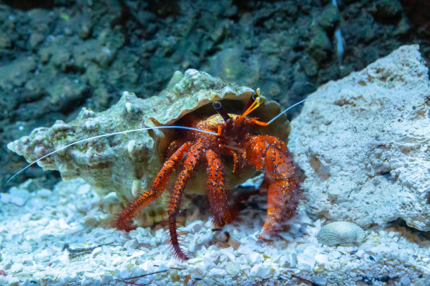crustacean