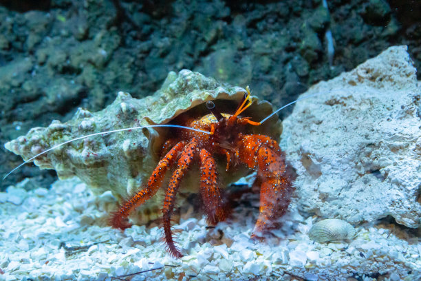 crustacean