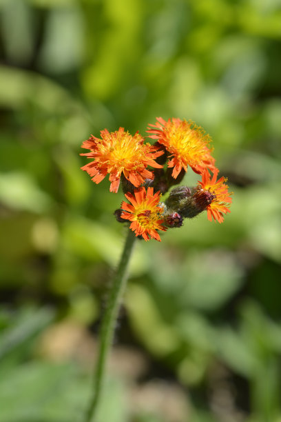 hawkweed