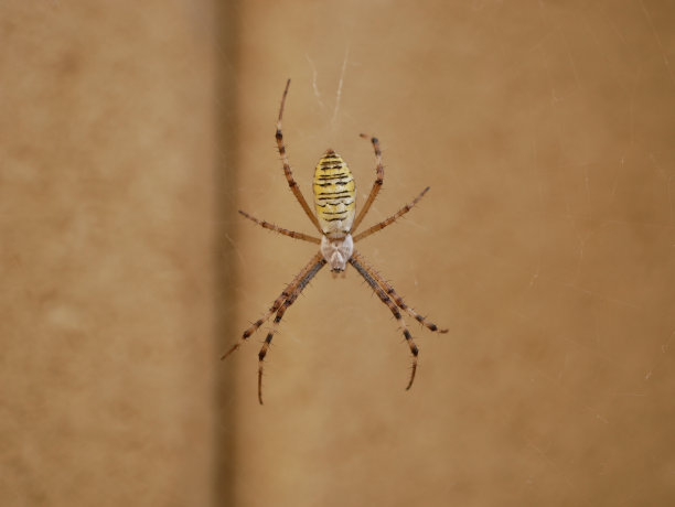 argiope