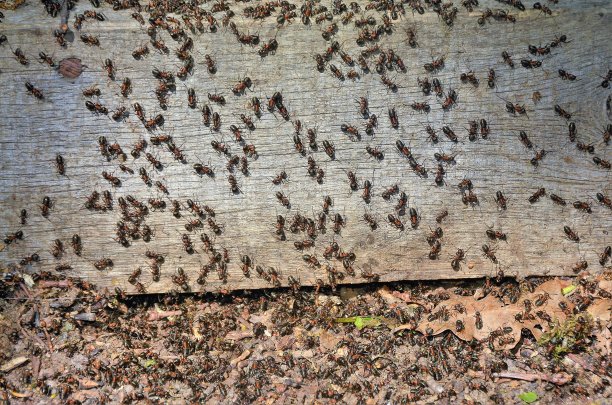 swarm