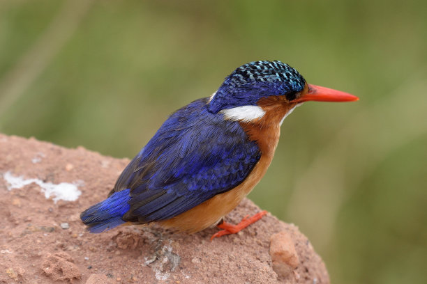 perched