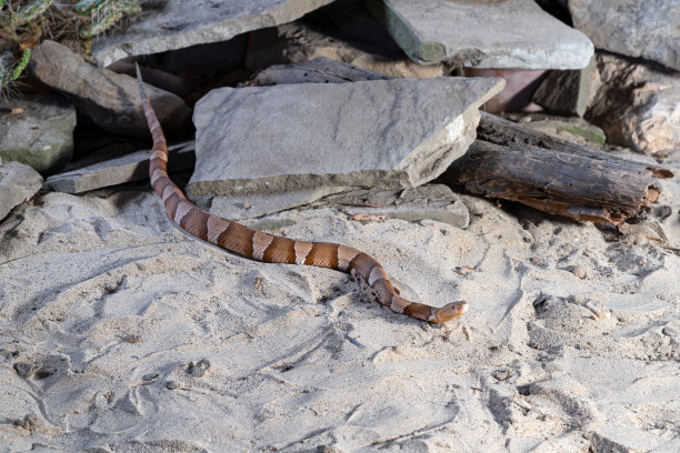 copperhead