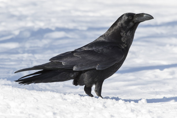 raven