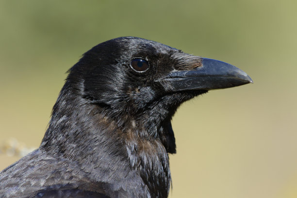 raven