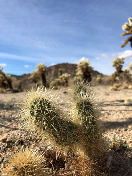 cholla