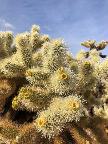 cholla
