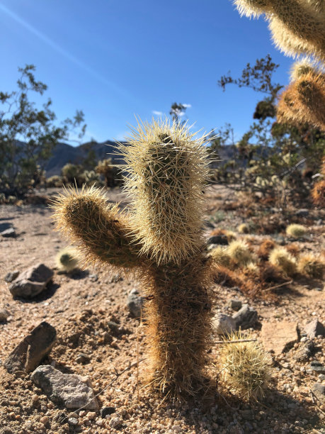 cholla