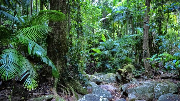 jungle