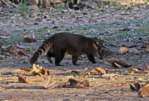 coatimundi