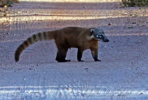 coatimundi