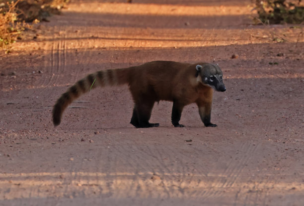 coatimundi