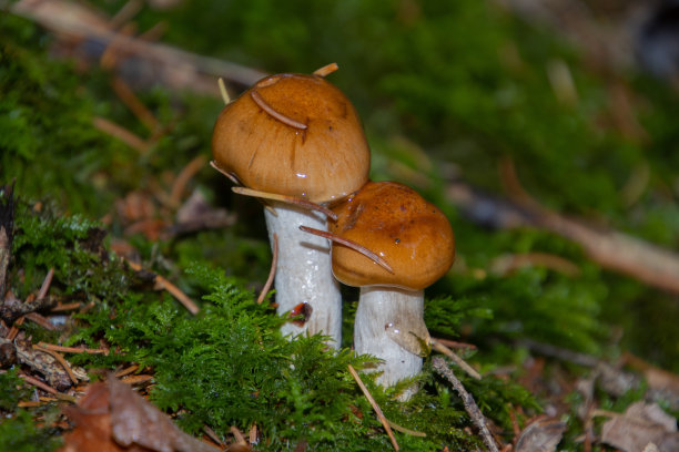 cortinarius