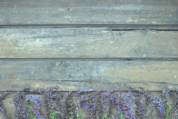liatris