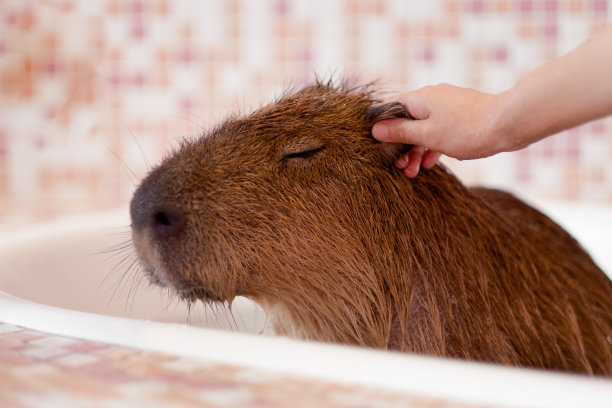 capybara
