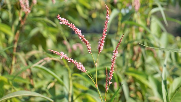 polygonum